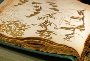 2_20nhm20existing20herbarium20collection20-2030020years20old